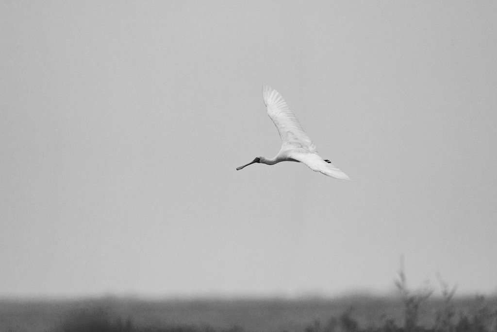 Bird Quest 02 Black faced Spoonbill 65A5989 Bird Quest 02 Black faced Spoonbill