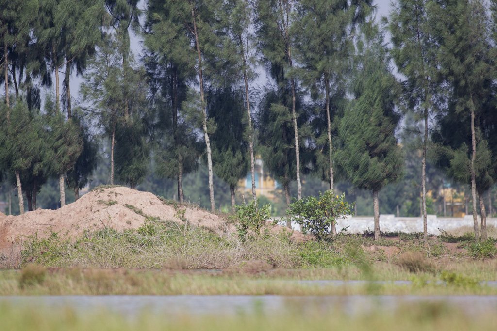 Bird Quest 02 Black faced Spoonbill 65A6062 Bird Quest 02 Black faced Spoonbill