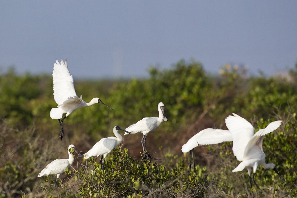 Bird Quest 02 Black faced Spoonbill 65A6378 Bird Quest 02 Black faced Spoonbill