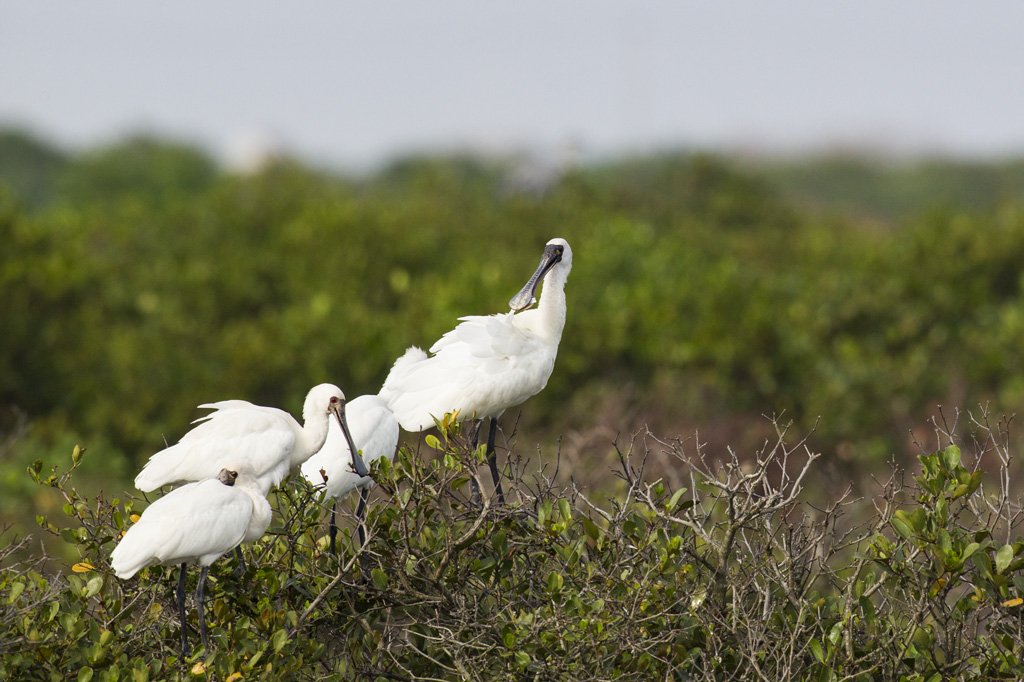 Bird Quest 02 Black faced Spoonbill 65A6627 Bird Quest 02 Black faced Spoonbill