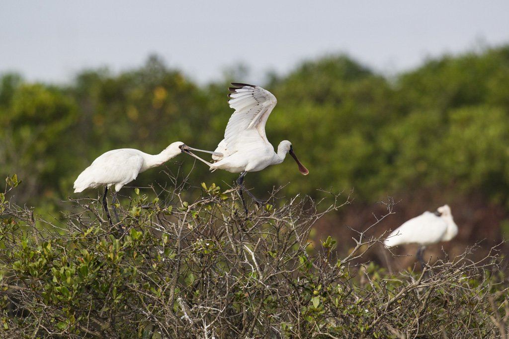 Bird Quest 02 Black faced Spoonbill 65A6727 Bird Quest 02 Black faced Spoonbill
