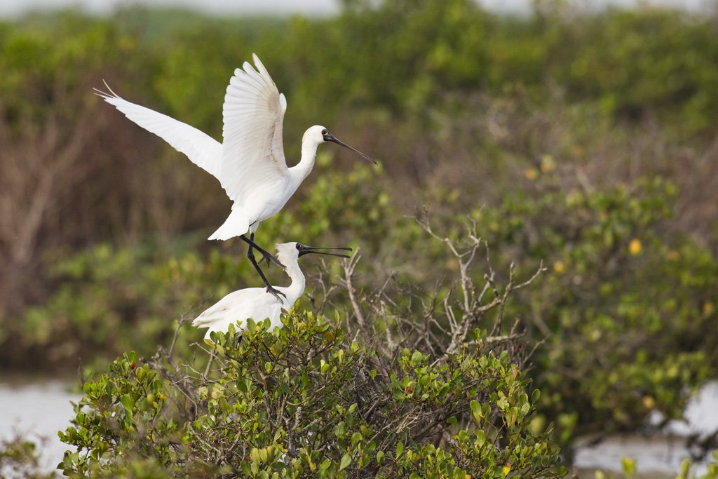 Bird Quest 02 Black faced Spoonbill 65A6753 Bird Quest 02 Black faced Spoonbill