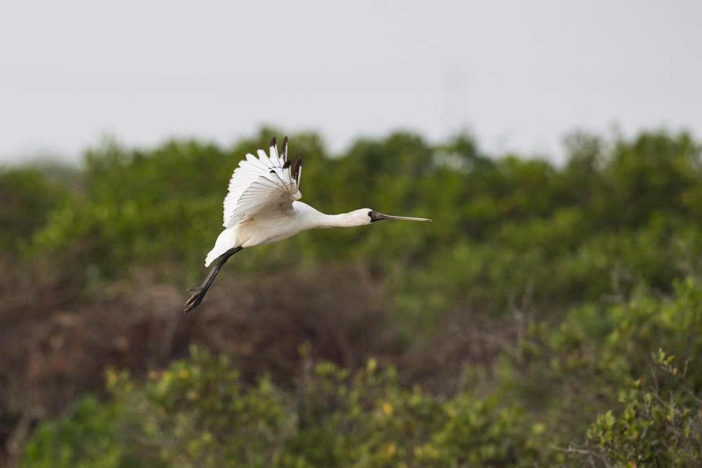 Bird Quest 02 Black faced Spoonbill 65A6777 Bird Quest 02 Black faced Spoonbill
