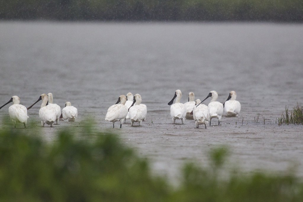 Bird Quest 02 Black faced Spoonbill 65A6972 Bird Quest 02 Black faced Spoonbill