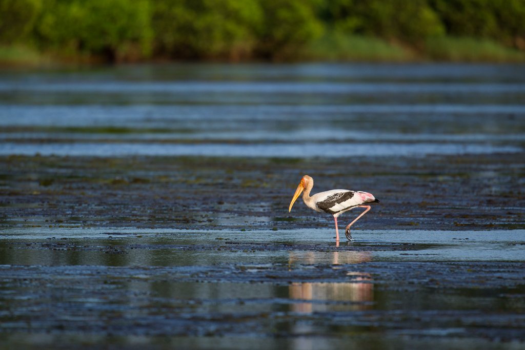 Bird Quest 01: Finding Painted Stork C65A0133 2 Bird Quest 01: Finding Painted Stork
