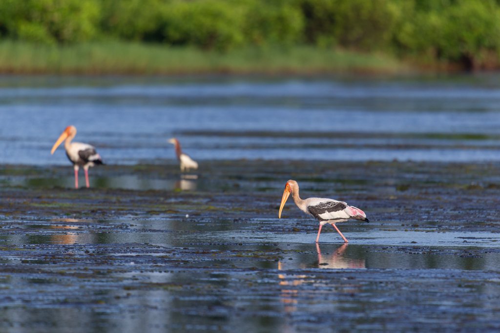 Bird Quest 01: Finding Painted Stork C65A0138 Bird Quest 01: Finding Painted Stork