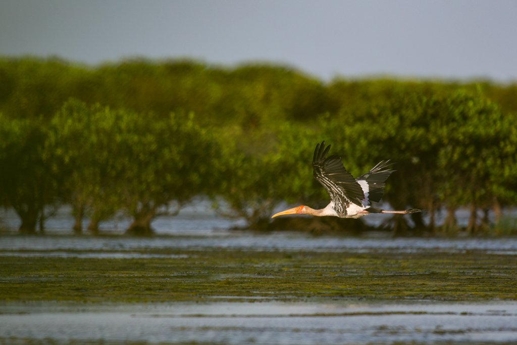 Bird Quest 01: Finding Painted Stork C65A0239 Bird Quest 01: Finding Painted Stork
