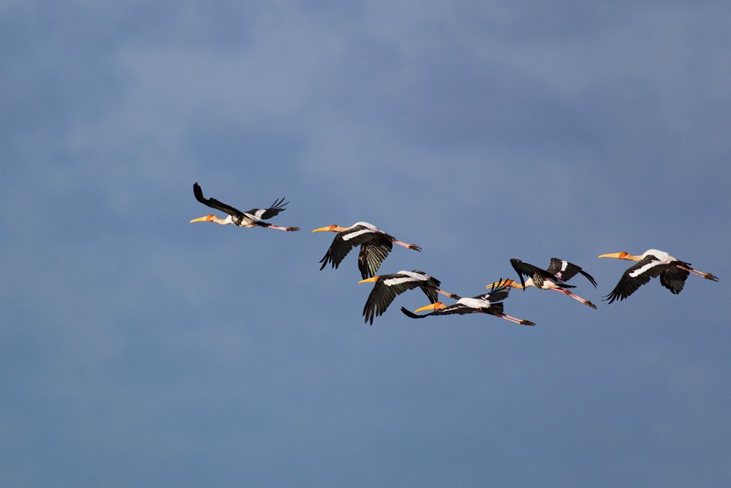 Bird Quest 01: Finding Painted Stork C65A0247 Bird Quest 01: Finding Painted Stork