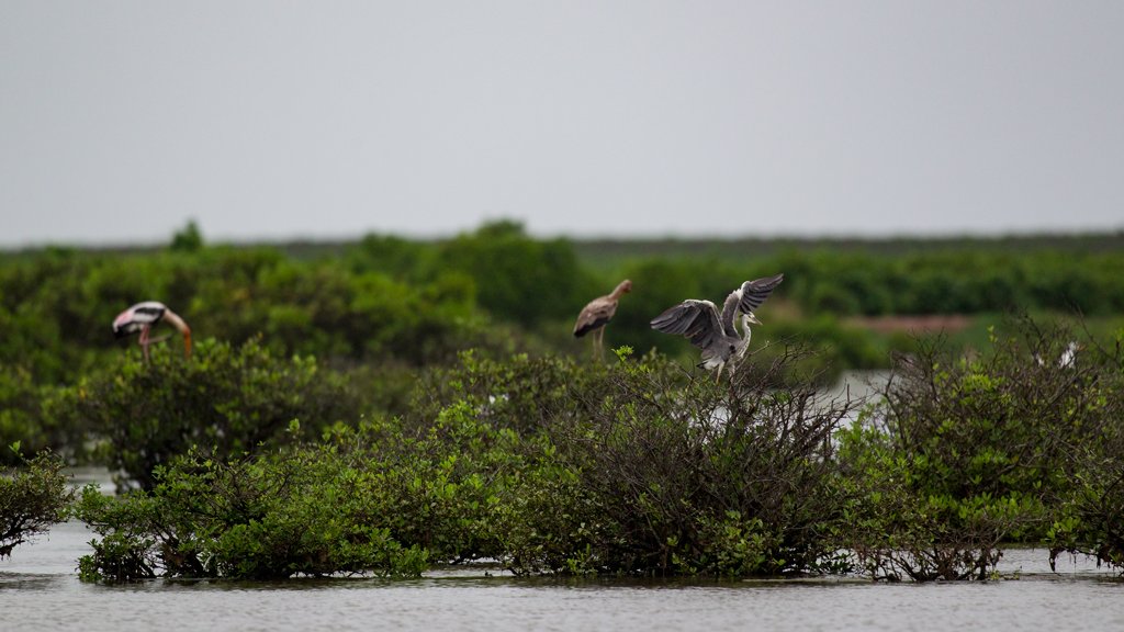 Bird Quest 01: Finding Painted Stork C65A9297 Bird Quest 01: Finding Painted Stork