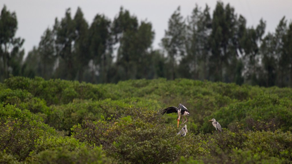 Bird Quest 01: Finding Painted Stork C65A9520 Bird Quest 01: Finding Painted Stork