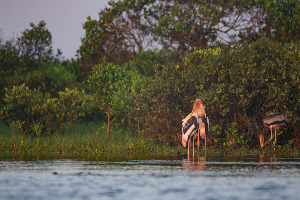 Bird Quest 01: Finding Painted Stork C65A9900 Bird Quest 01: Finding Painted Stork