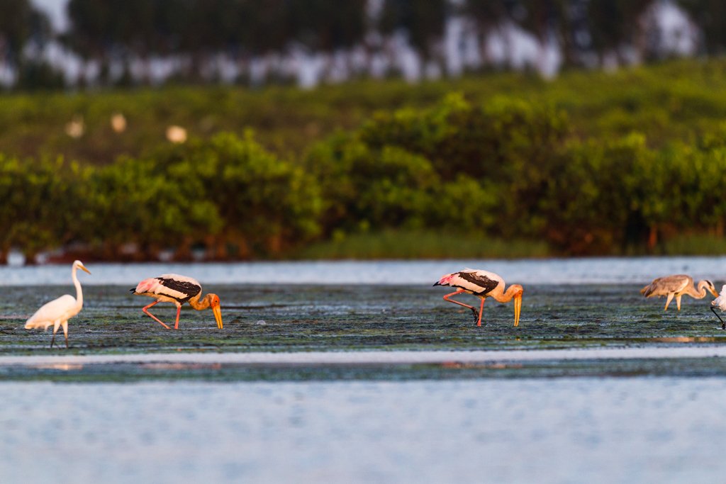 Bird Quest 01: Finding Painted Stork C65A9927 Bird Quest 01: Finding Painted Stork
