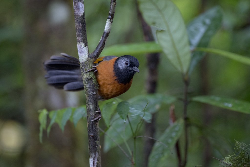HLB3217 Bird Quest 04   Collared Laughingthrush