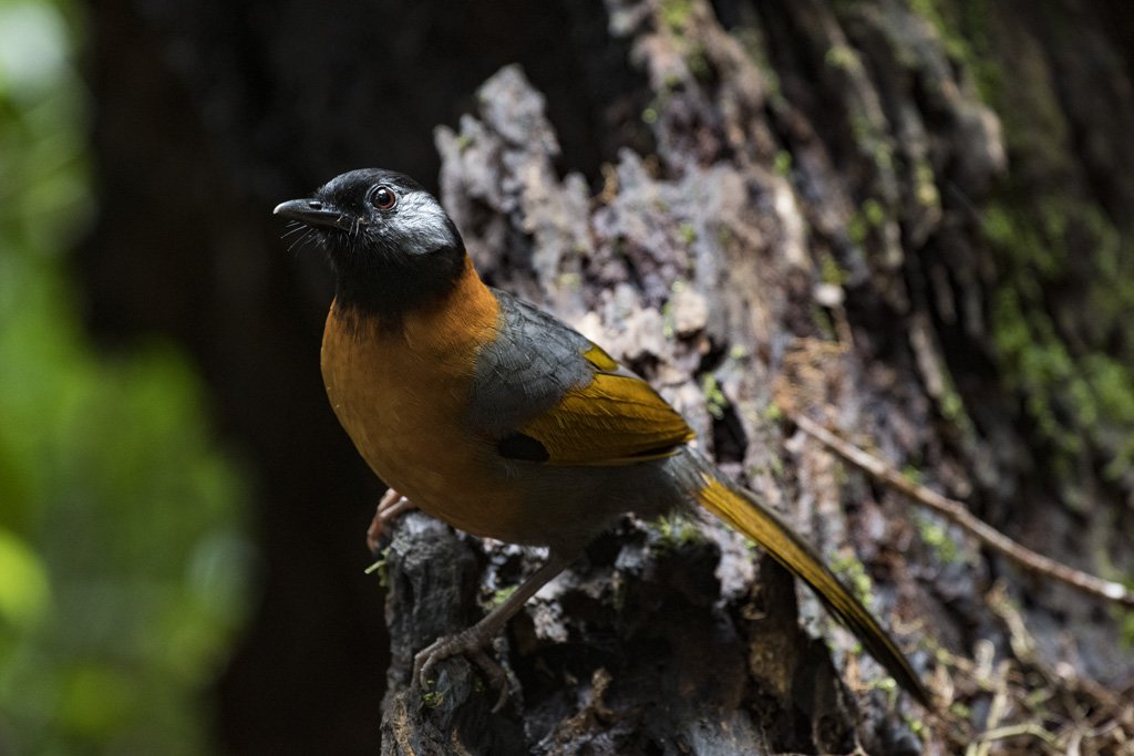 HLE9327 1 Bird Quest 04   Collared Laughingthrush