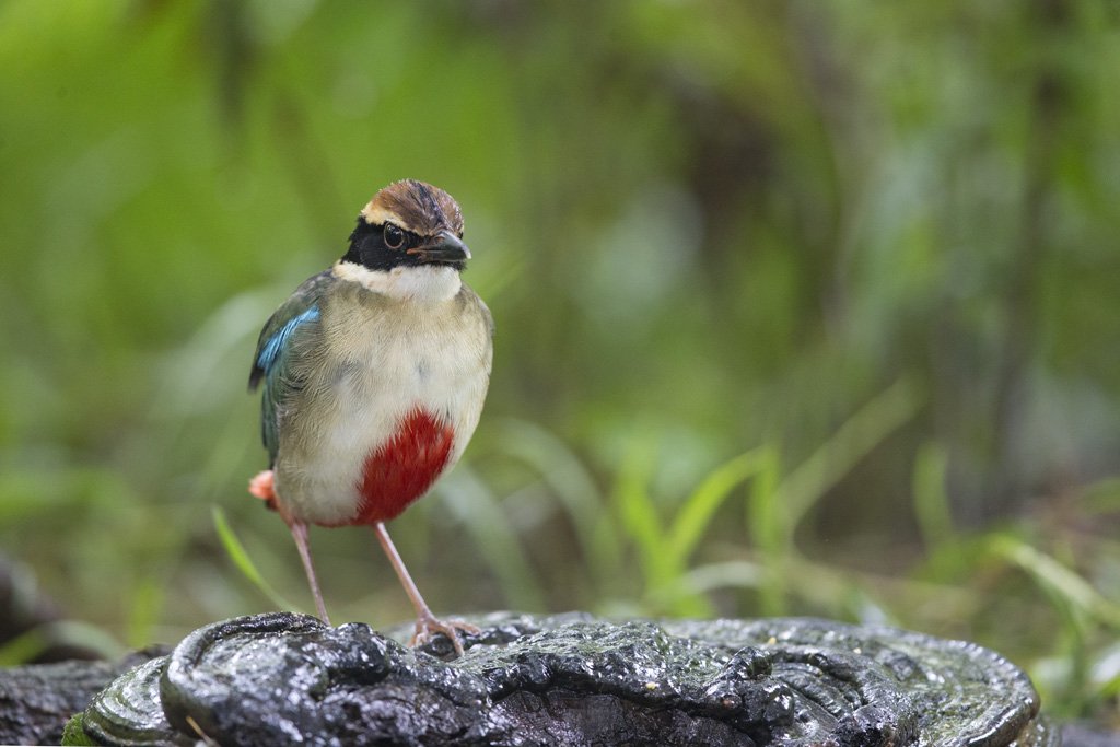 K0X6854 Bird Quest 03   Fairy Pitta