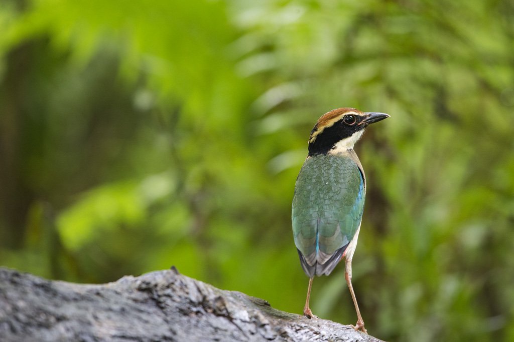 K0X6910 Bird Quest 03   Fairy Pitta