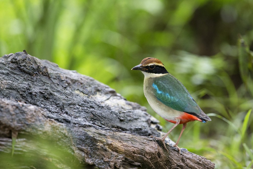 K0X7330 1 Bird Quest 03   Fairy Pitta