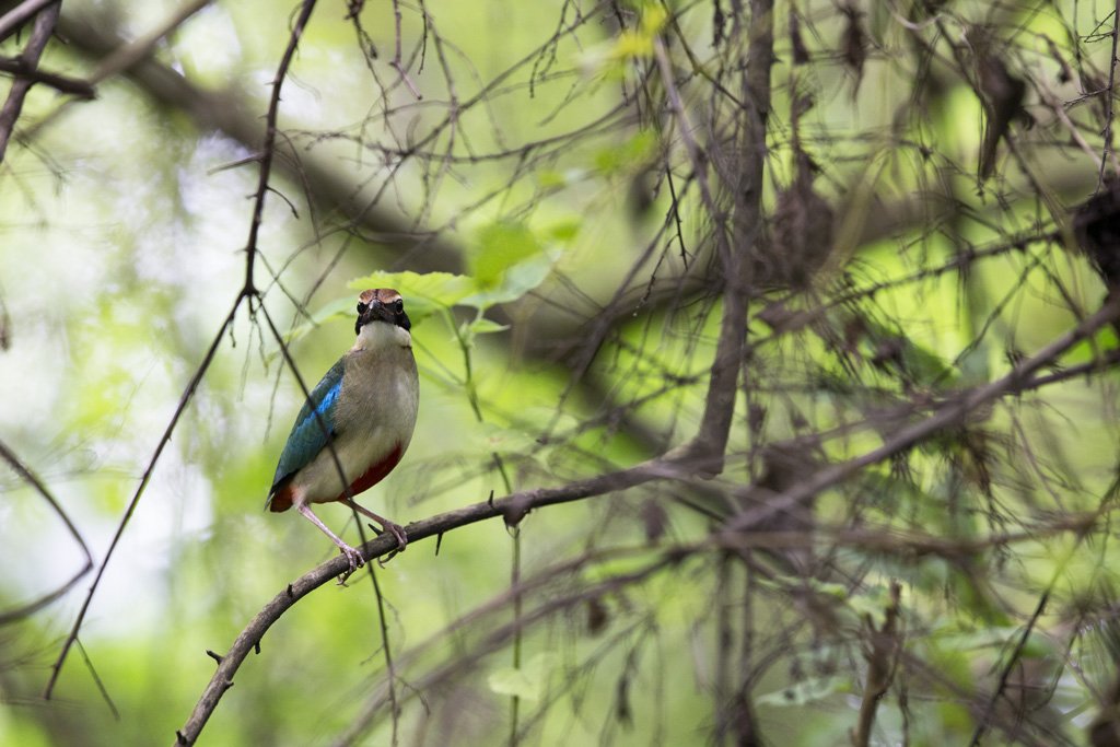 K0X7933 Bird Quest 03   Fairy Pitta