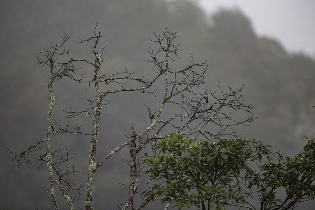 M6A2664 Bird Quest 04   Collared Laughingthrush