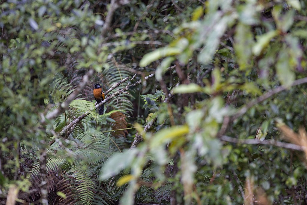 M6A2670 Bird Quest 04   Collared Laughingthrush