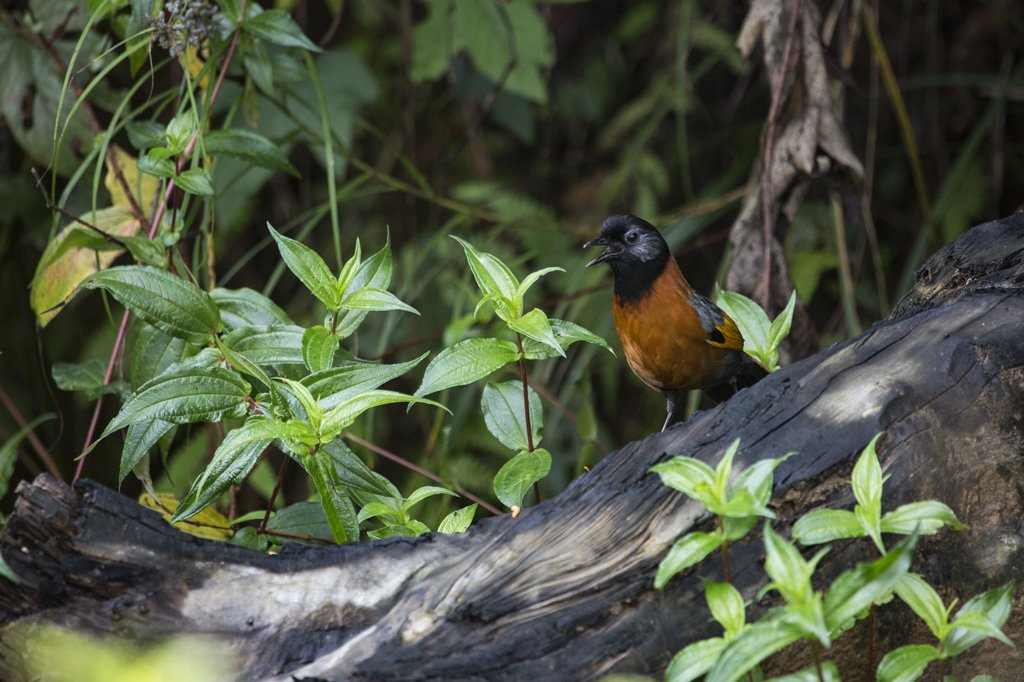 M6A7439 Bird Quest 04   Collared Laughingthrush