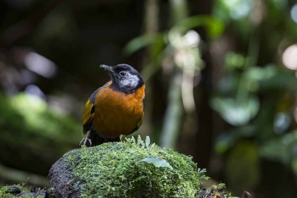 U6A0795 Bird Quest 04   Collared Laughingthrush