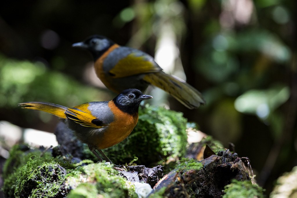 U6A0840 Bird Quest 04   Collared Laughingthrush