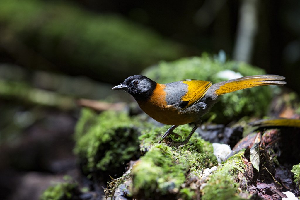 U6A0978 Bird Quest 04   Collared Laughingthrush