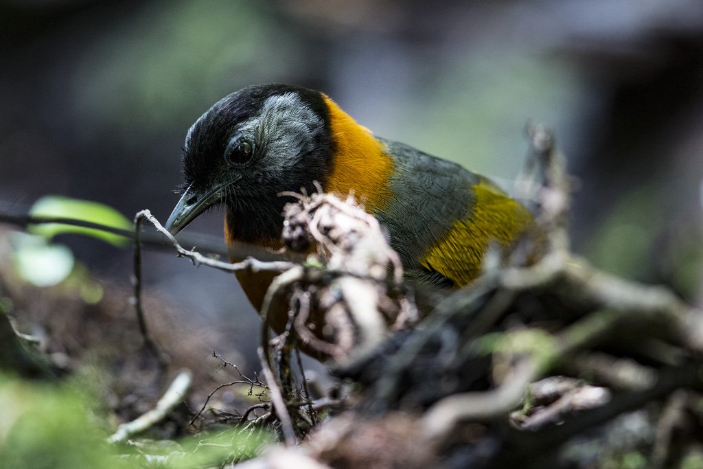 U6A1033 Bird Quest 04   Collared Laughingthrush