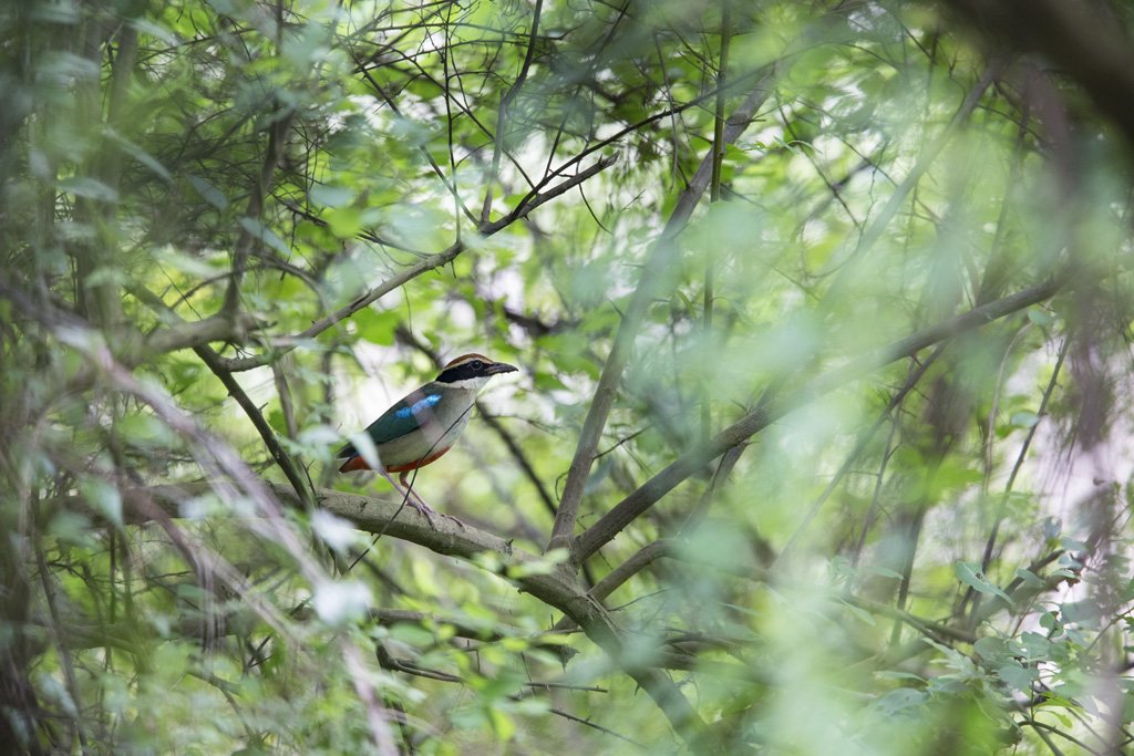 U6A5004 Bird Quest 03   Fairy Pitta